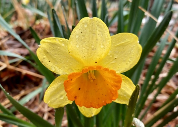 1 국혜영-봄비와 수선화