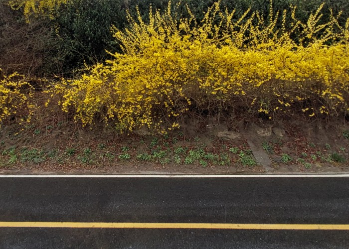 4 김경숙-노란 희망