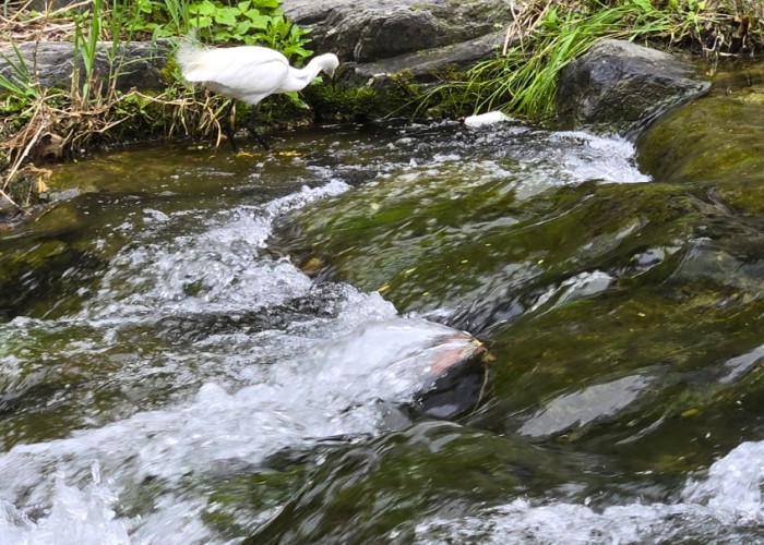 16 황영수-물가에 노는 희귀새